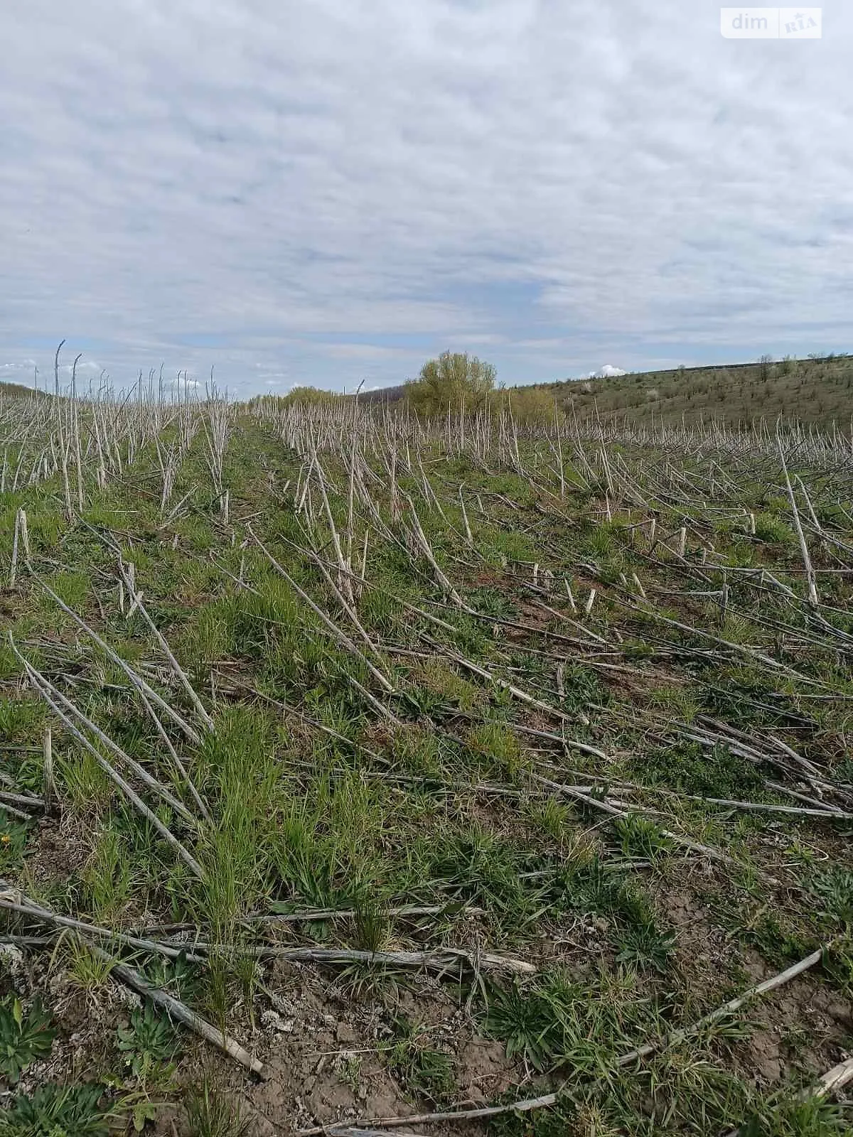 Борсуки, цена: 35855 грн - фото 1