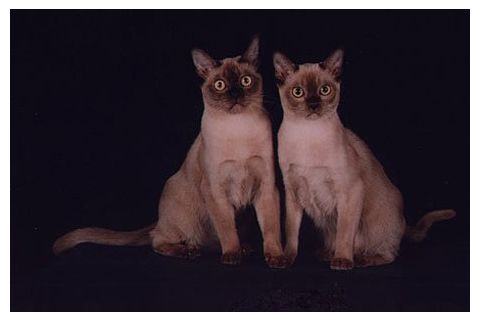 Вязка бурманской кошки