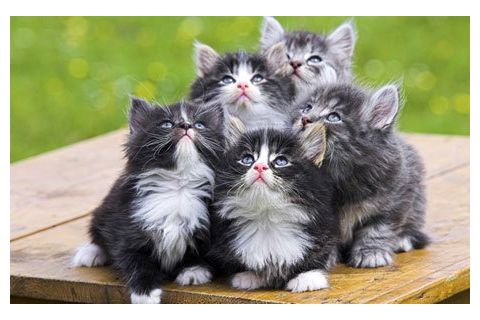 Вязка норвежской лесной кошки