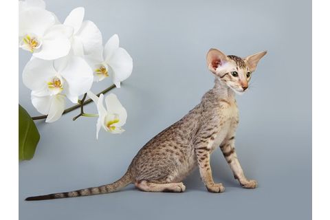 Вязка ориентальной кошки