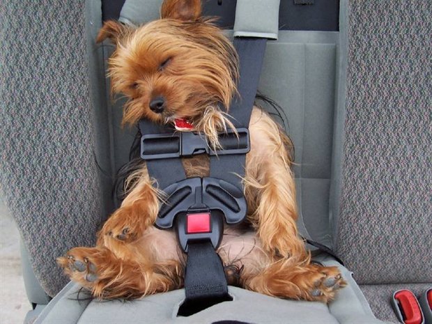 пристегнутый пес, собака в авто