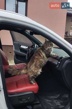 Цены Volvo XC40 Бензин