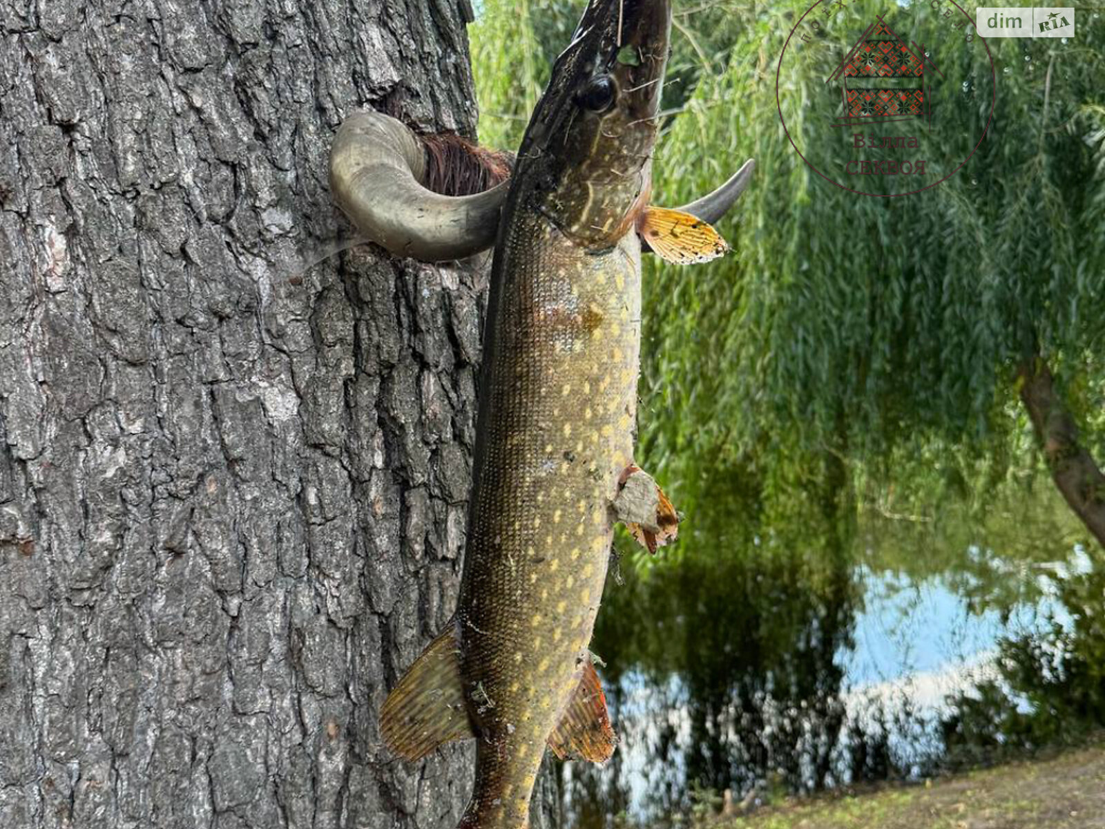 будинок подобово, оренда в Івачеві Горішньому, вулиця Незалежності фото 1 будинок подобово, оренда в Івачеві Горішньому, вулиця Незалежності фото 1