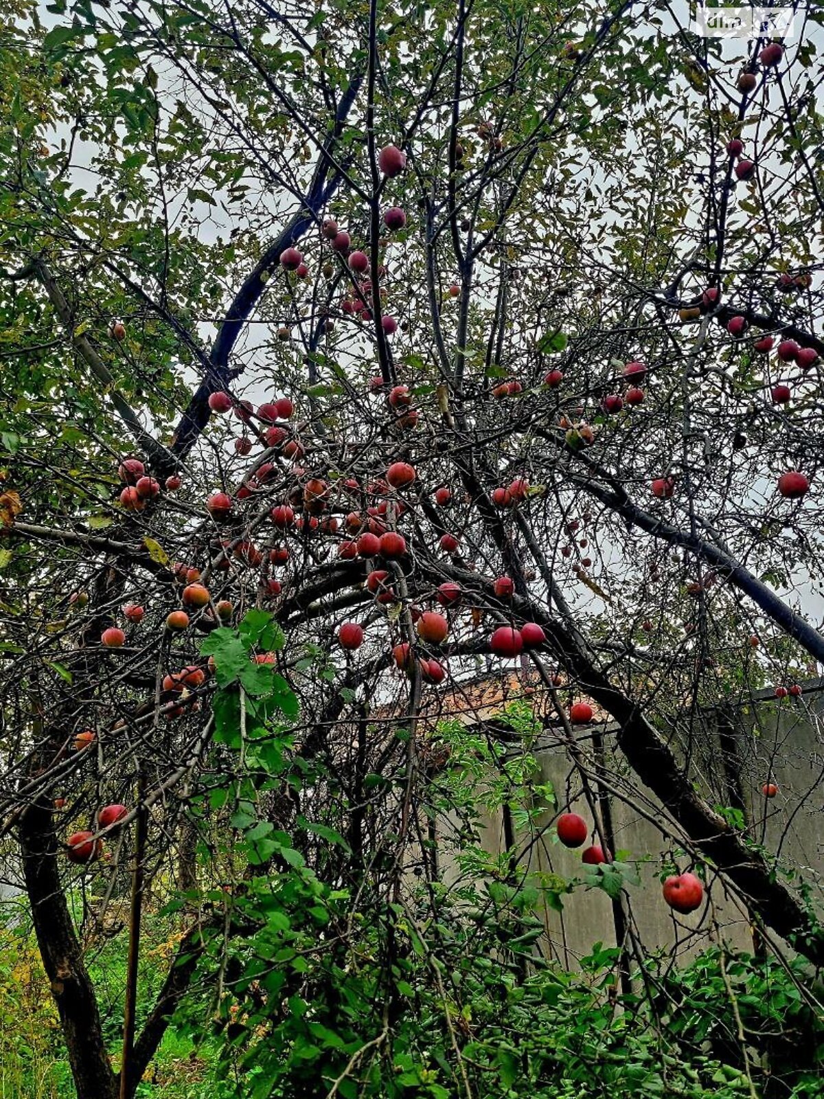 двоповерховий будинок з верандою, 147.7 кв. м, цегла. Здається помісячно в Боровій фото 1 двоповерховий будинок з верандою, 147.7 кв. м, цегла. Здається помісячно в Боровій фото 1