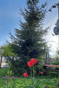 одноповерховий будинок з верандою, 58.8 кв. м, цегла. Здається помісячно в Гаївщині фото 2 одноповерховий будинок з верандою, 58.8 кв. м, цегла. Здається помісячно в Гаївщині фото 2