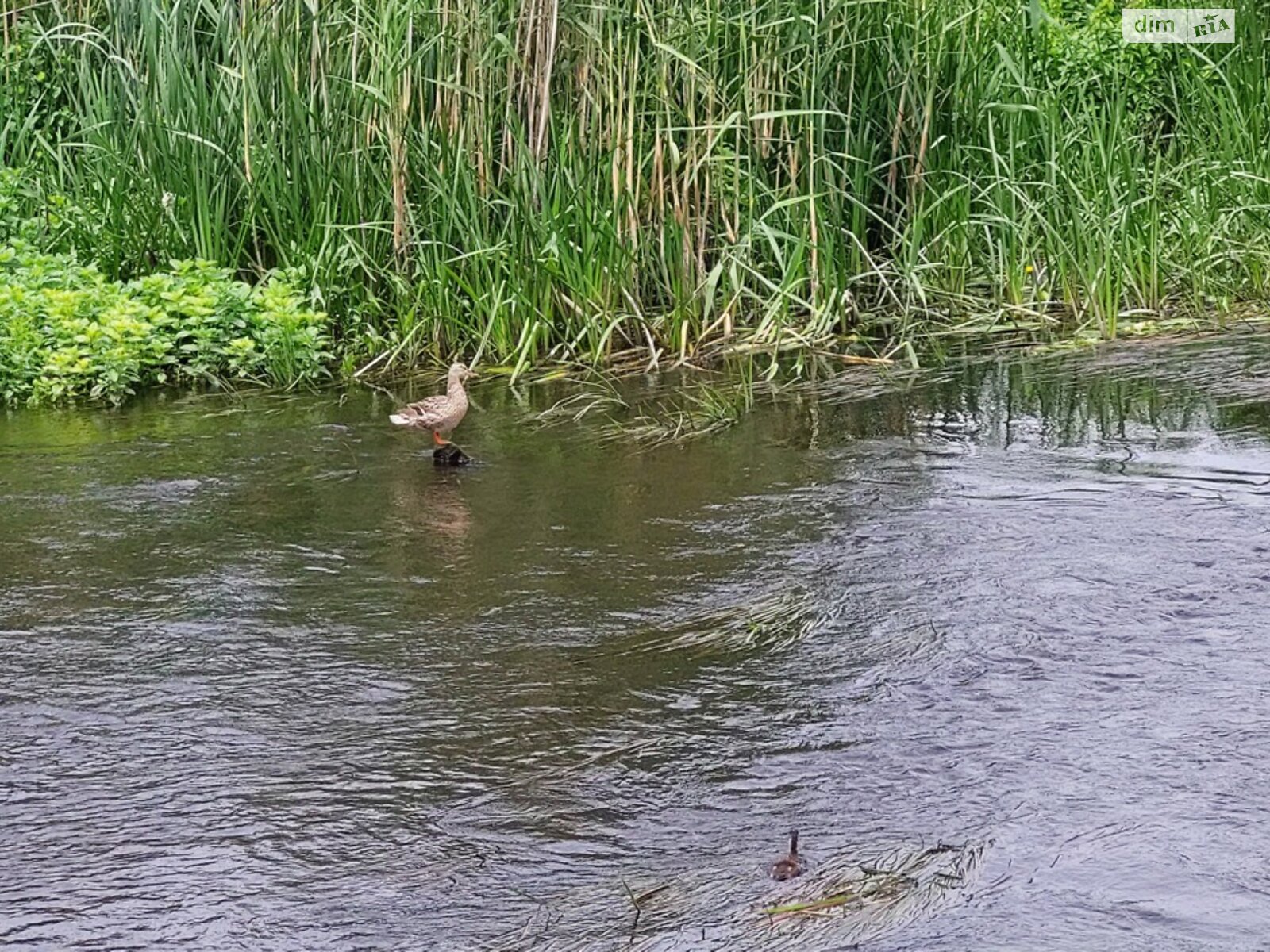 одноповерховий будинок з верандою, 58.8 кв. м, цегла. Здається помісячно в Гаївщині фото 1 одноповерховий будинок з верандою, 58.8 кв. м, цегла. Здається помісячно в Гаївщині фото 1