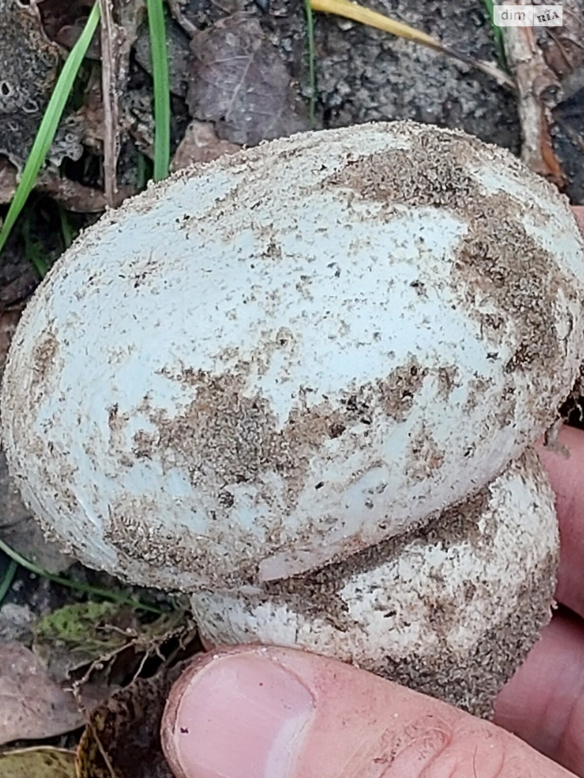 одноповерховий будинок з верандою, 58.8 кв. м, цегла. Здається помісячно в Гаївщині фото 1 одноповерховий будинок з верандою, 58.8 кв. м, цегла. Здається помісячно в Гаївщині фото 1