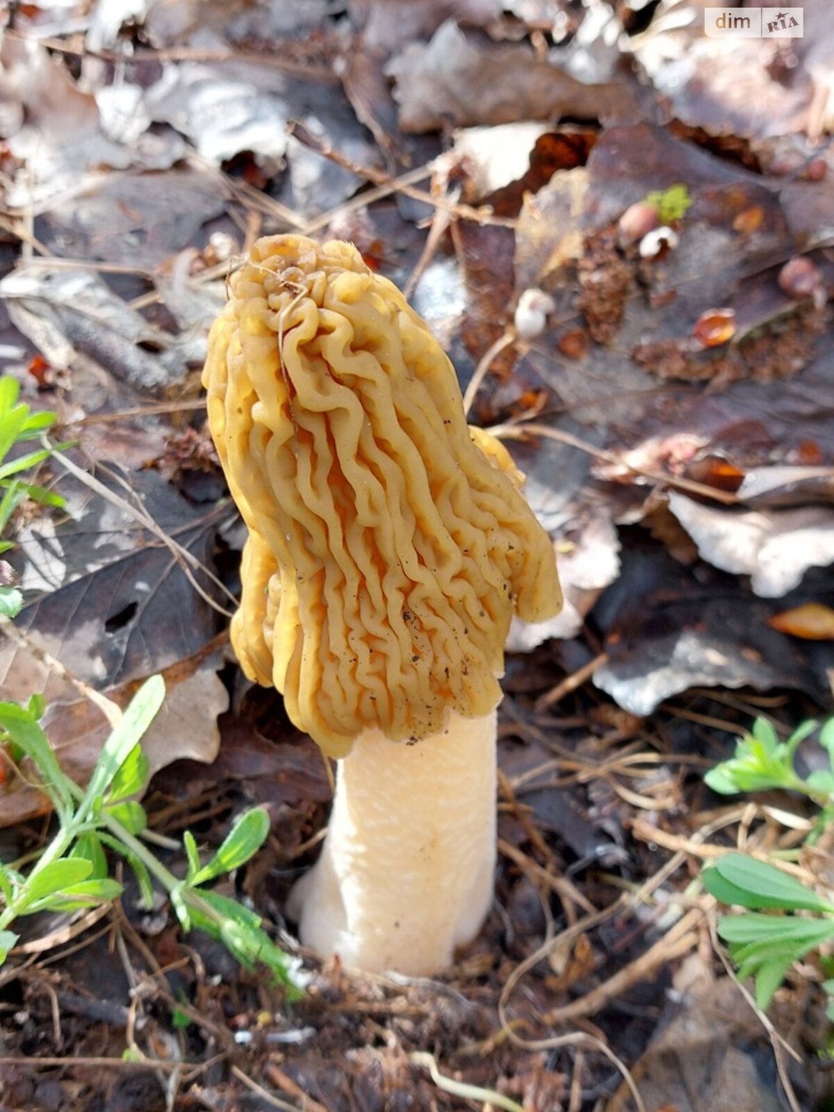 одноповерховий будинок з верандою, 58.8 кв. м, цегла. Здається помісячно в Гаївщині фото 1 одноповерховий будинок з верандою, 58.8 кв. м, цегла. Здається помісячно в Гаївщині фото 1