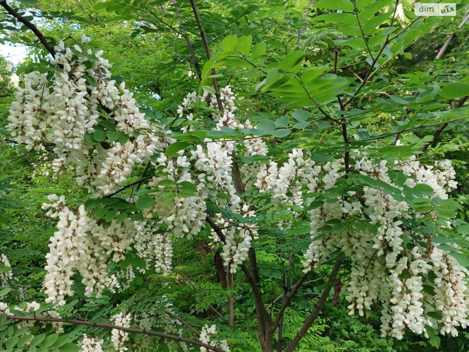 одноповерховий будинок з верандою, 58.8 кв. м, цегла. Здається помісячно в Гаївщині фото 1 одноповерховий будинок з верандою, 58.8 кв. м, цегла. Здається помісячно в Гаївщині фото 1