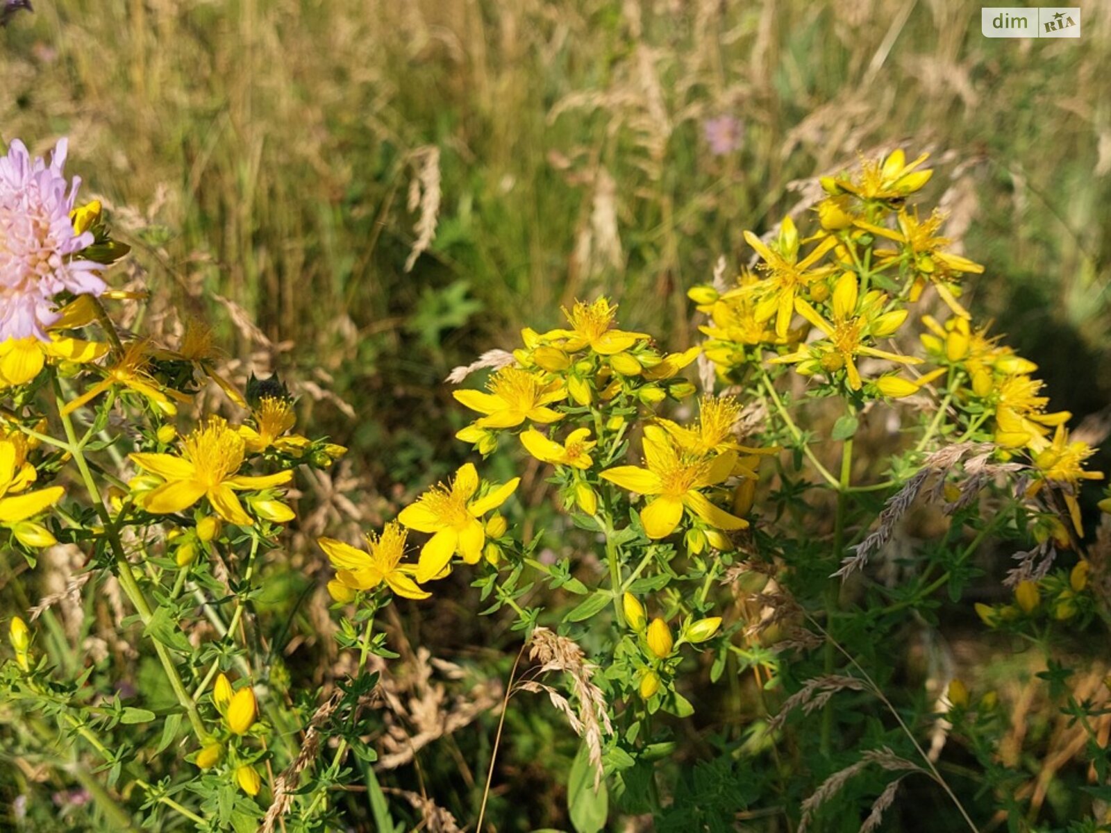 одноповерховий будинок з верандою, 58.8 кв. м, цегла. Здається помісячно в Гаївщині фото 1 одноповерховий будинок з верандою, 58.8 кв. м, цегла. Здається помісячно в Гаївщині фото 1
