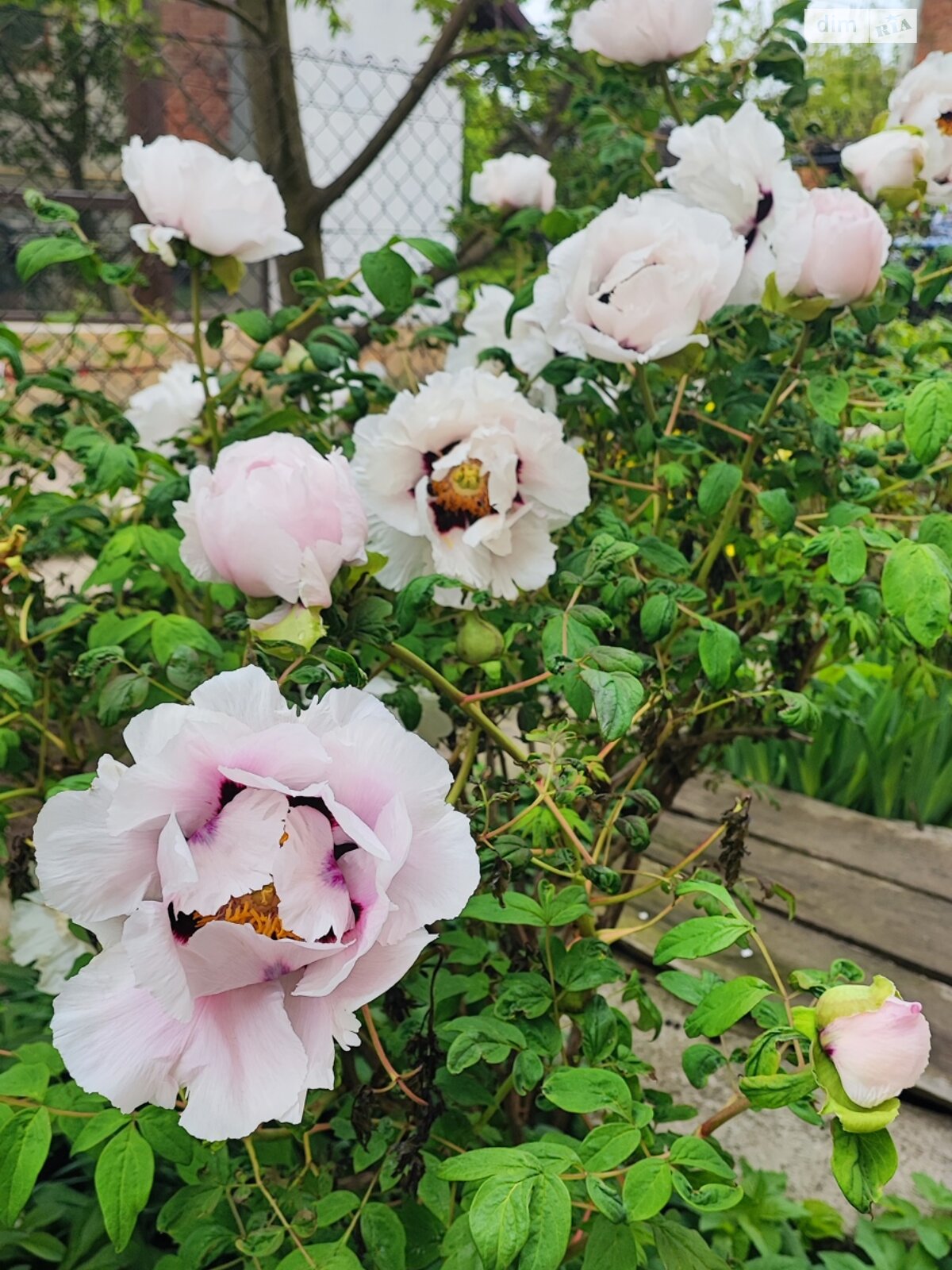 двоповерховий будинок з балконом, 450 кв. м, цегла. Здається помісячно в Байківці фото 1