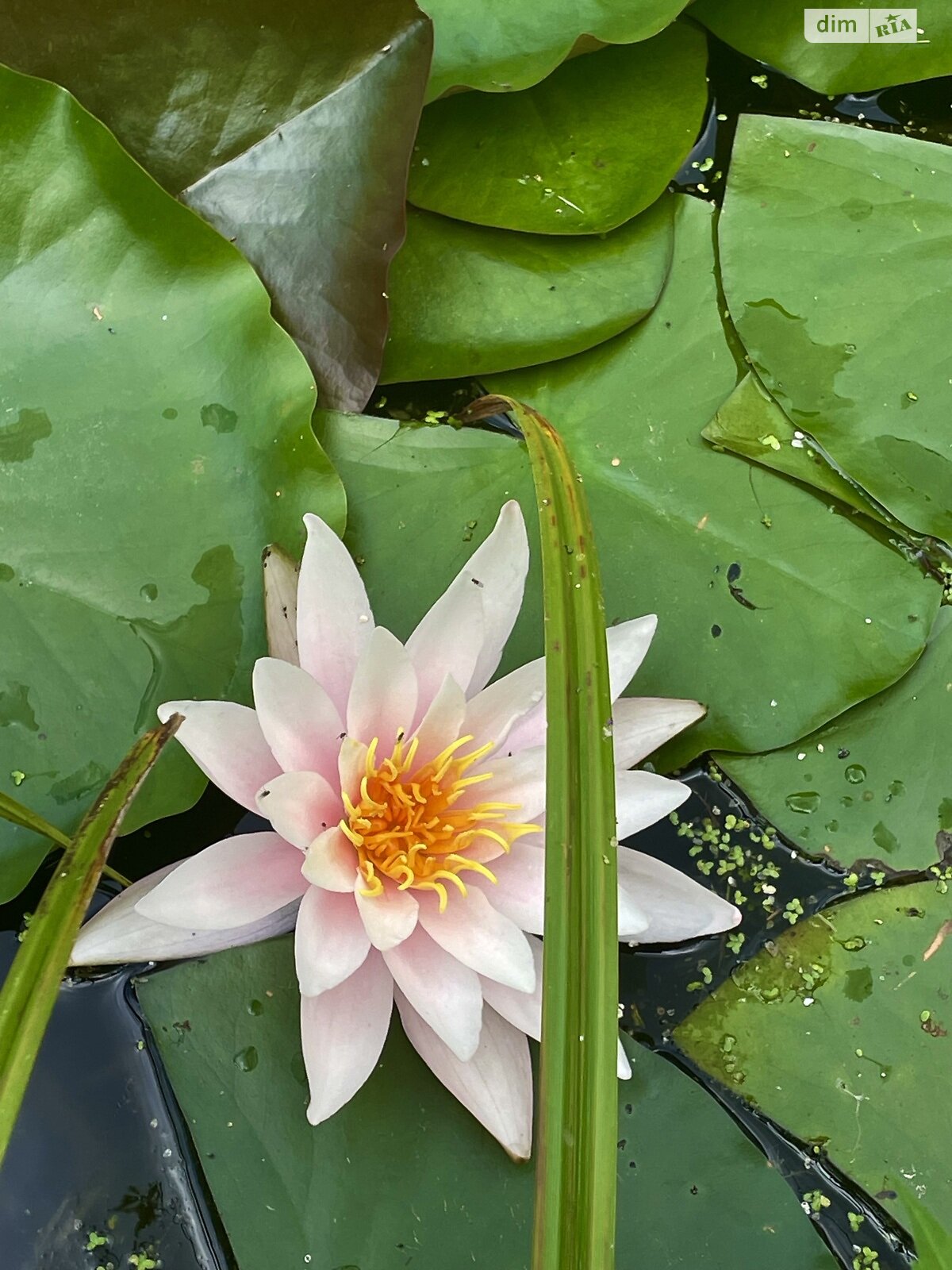 двухэтажный дом беседка, 80 кв. м, кирпич. Сдается помесячно в Лумшорах фото 1