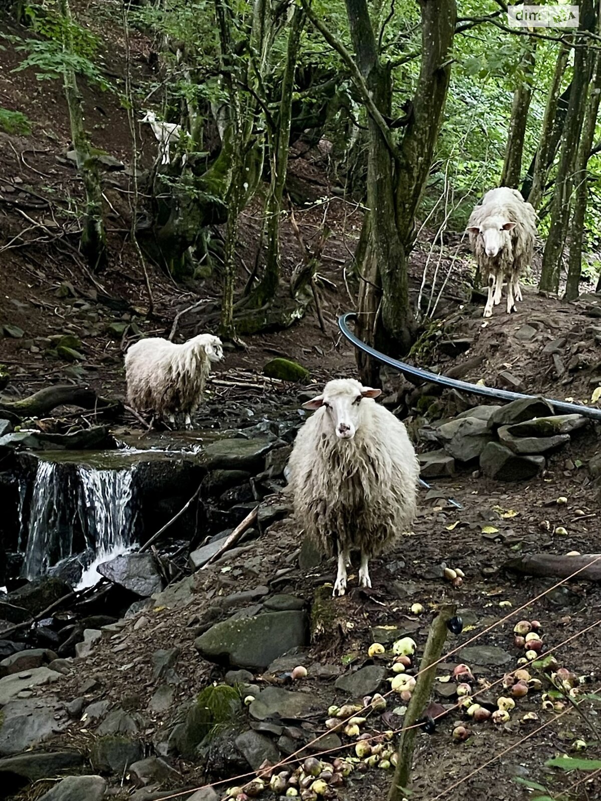 двухэтажный дом беседка, 80 кв. м, кирпич. Сдается помесячно в Лумшорах фото 1