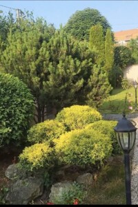 двопроверховий будинок, 190 кв. м, цегла. Здається помісячно в Ужгороді, в районі Центр фото 2