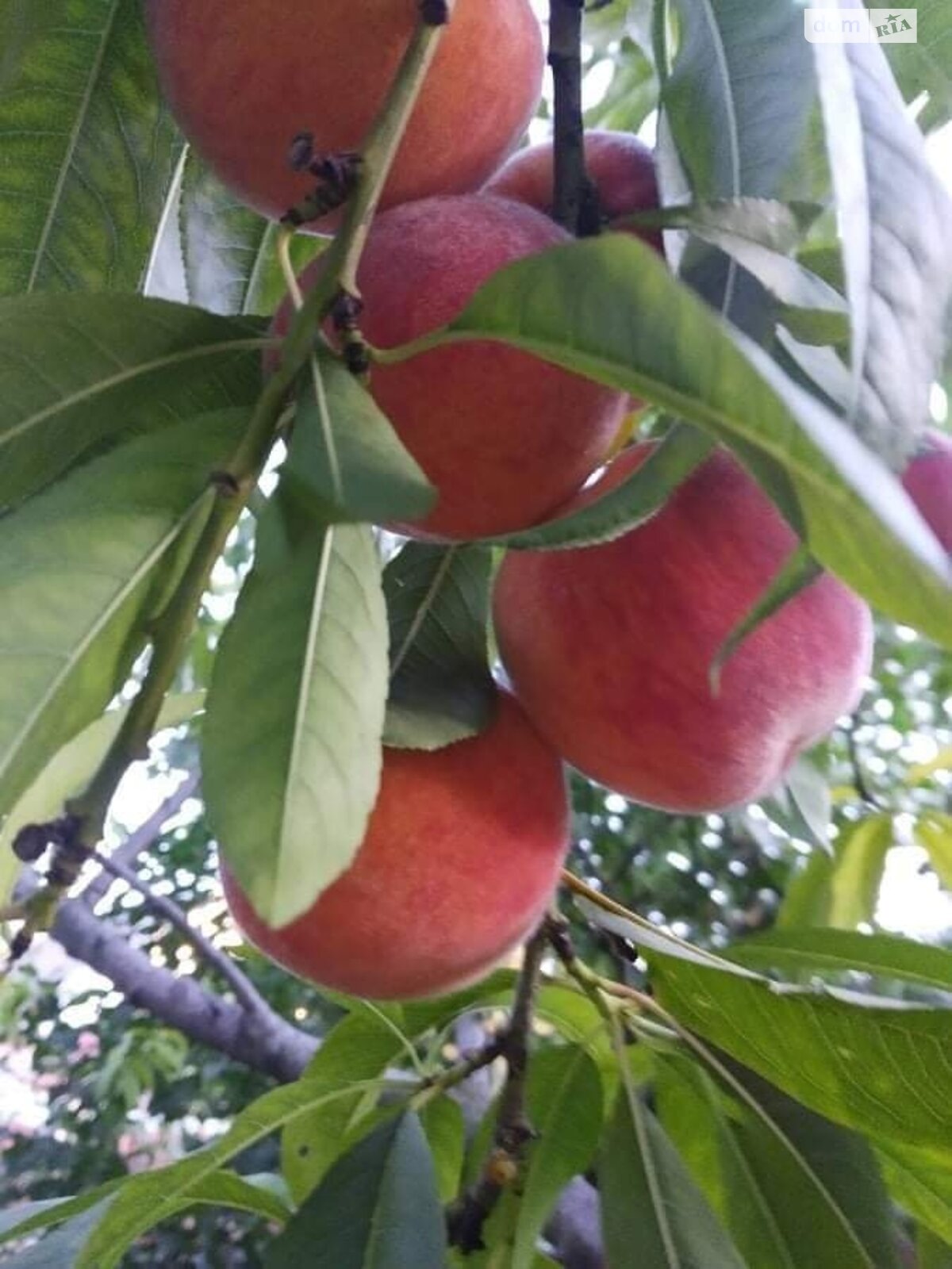 двоповерховий будинок з балконом, 240 кв. м, цегла. Здається помісячно в Вінниці, в районі Замостя фото 1 двопроверховий будинок з балконом, 240 кв. м, цегла. Здається помісячно в Вінниці, в районі Замостя фото 1