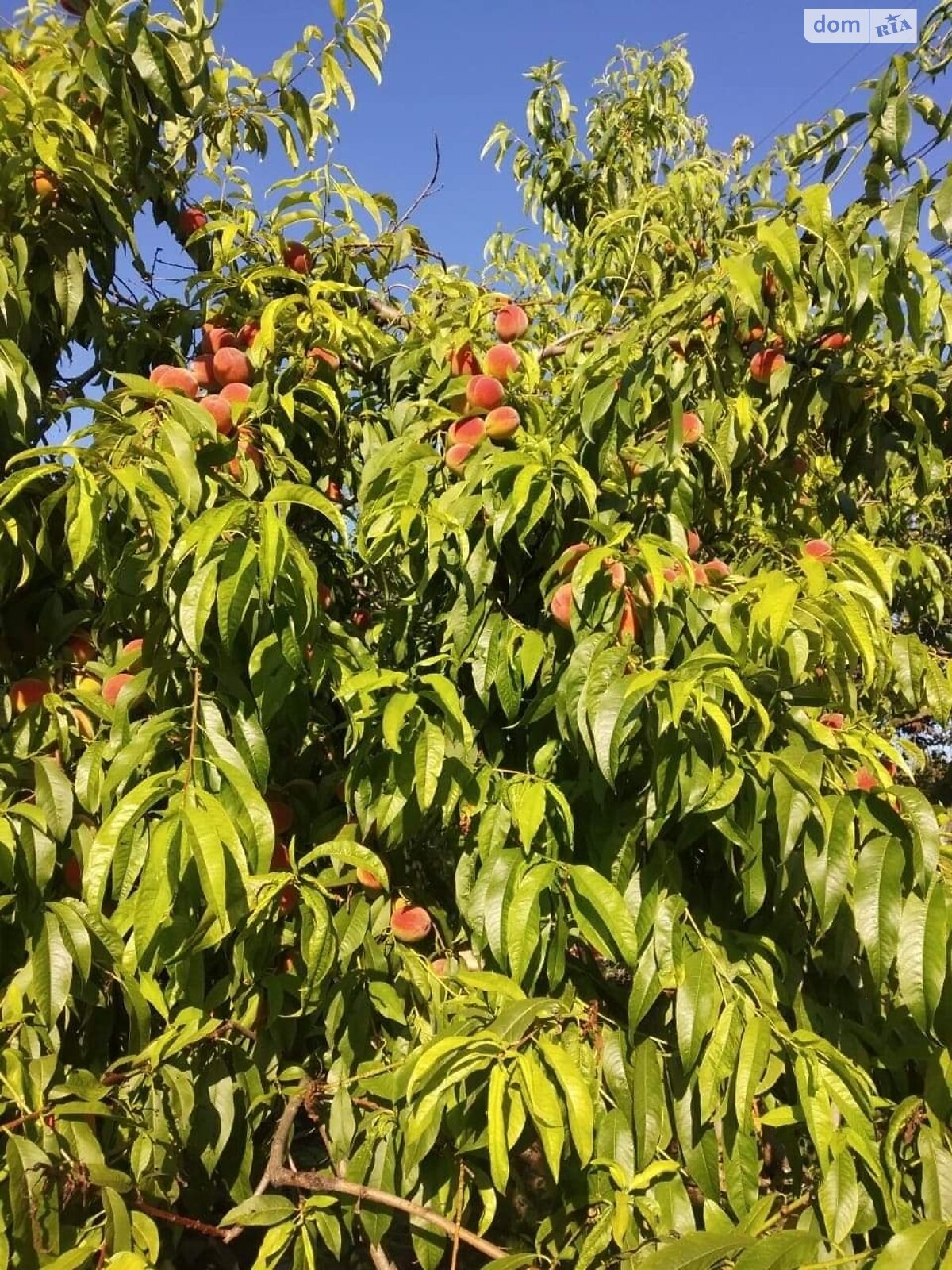 двоповерховий будинок з балконом, 240 кв. м, цегла. Здається помісячно в Вінниці, в районі Замостя фото 1 двопроверховий будинок з балконом, 240 кв. м, цегла. Здається помісячно в Вінниці, в районі Замостя фото 1