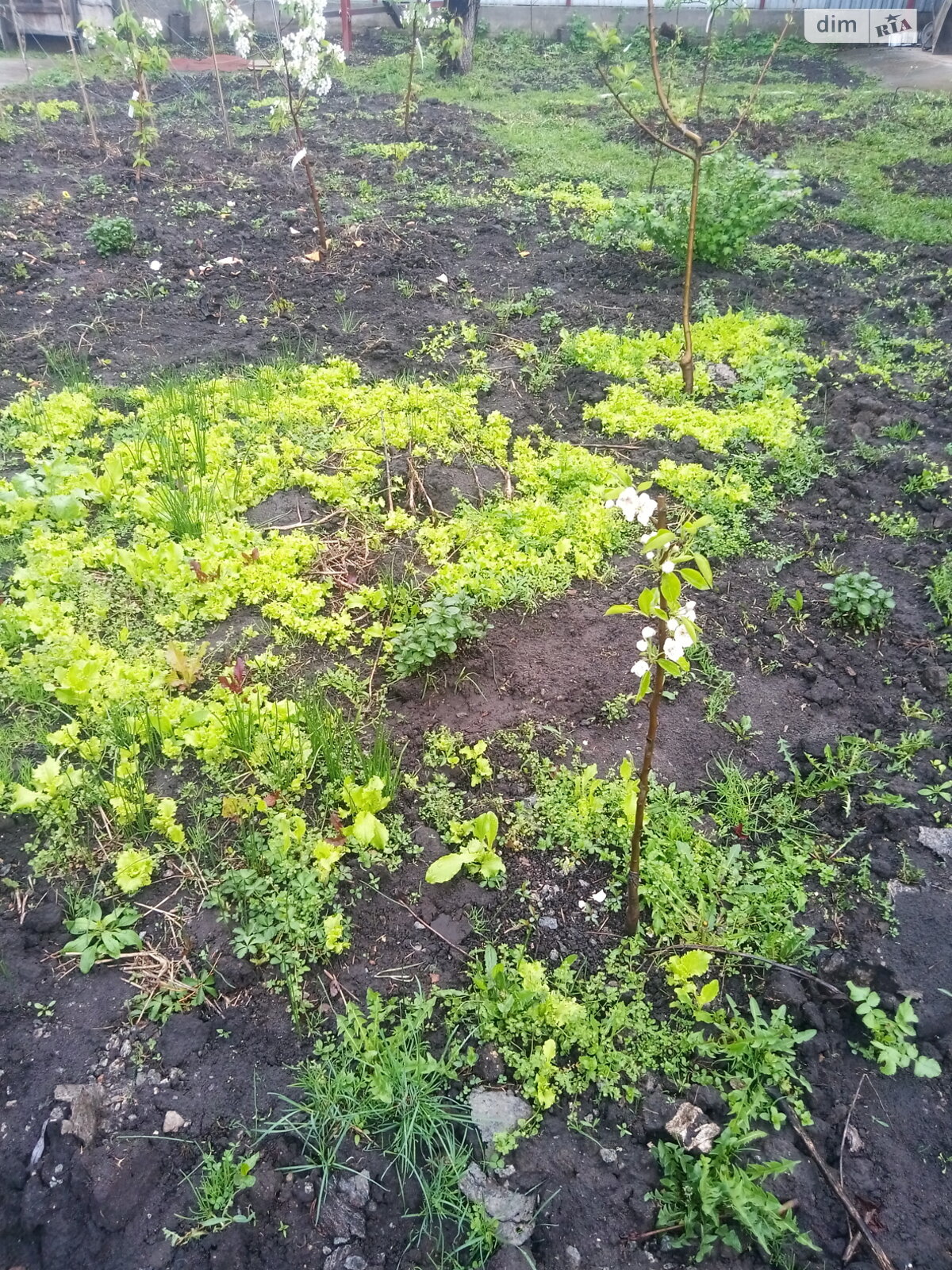 Комната в Киеве, район Западные Позняки улица Луговая помесячно фото 1