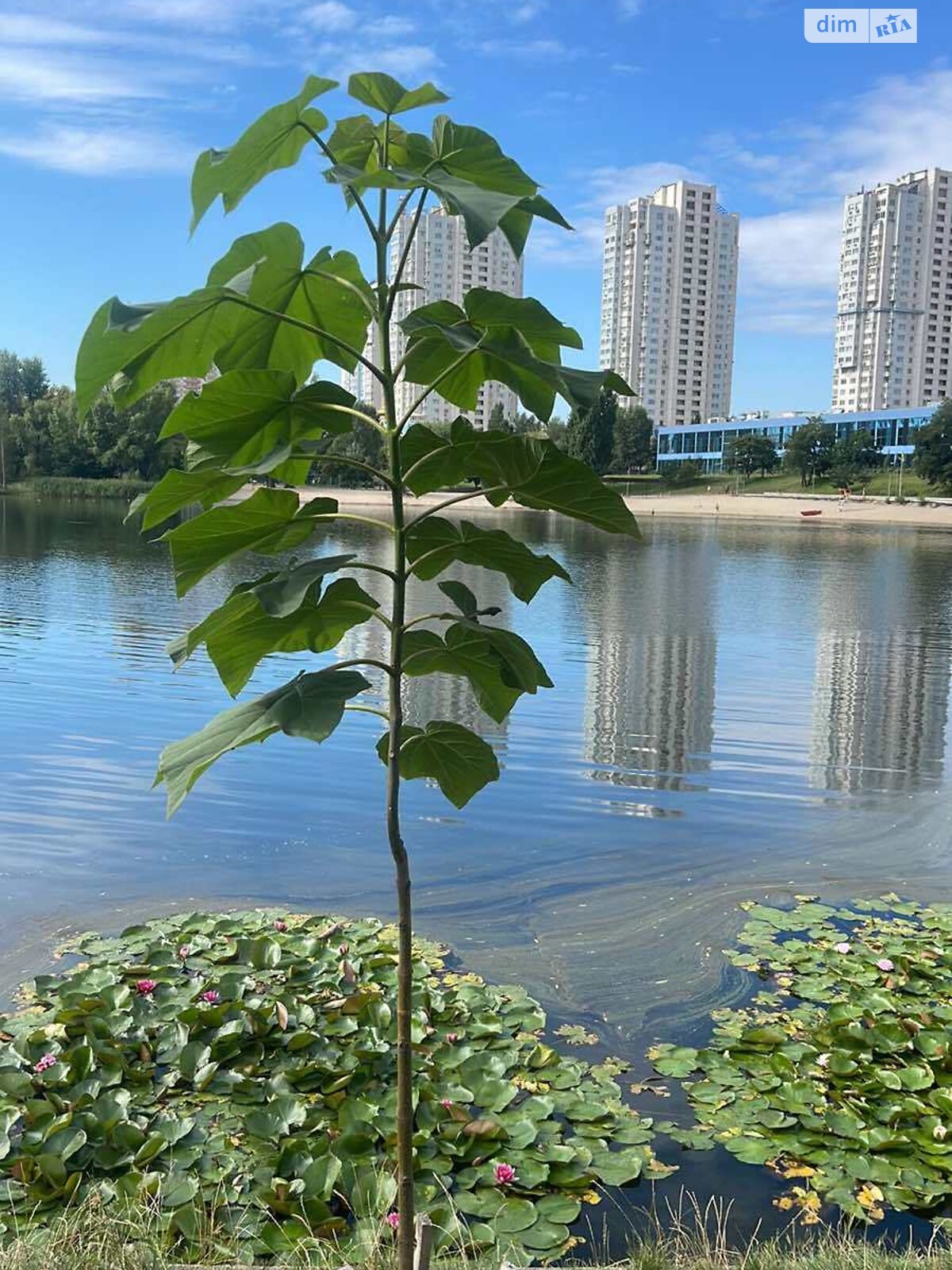 трехкомнатная квартира в Киеве, район Березняки, на ул. Юрия Шумского 3Г в аренду на долгий срок помесячно фото 1 трехкомнатная квартира в Киеве, район Березняки, на ул. Юрия Шумского 3Г в аренду на долгий срок помесячно фото 1