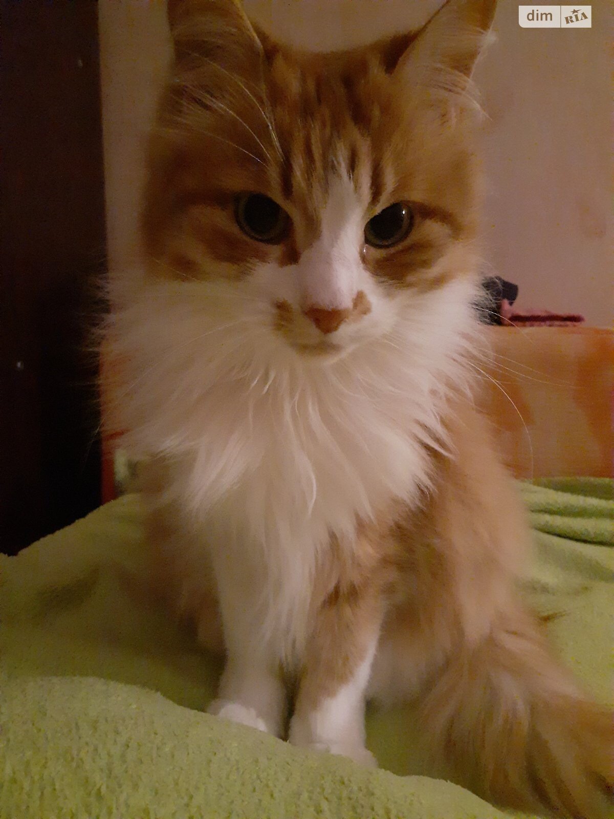 двухкомнатная квартира в Киеве, район Шевченковский, на пер. Варязкий 10 в аренду на долгий срок помесячно фото 1 двухкомнатная квартира в Киеве, район Шевченковский, на пер. Варязкий 10 в аренду на долгий срок помесячно фото 1