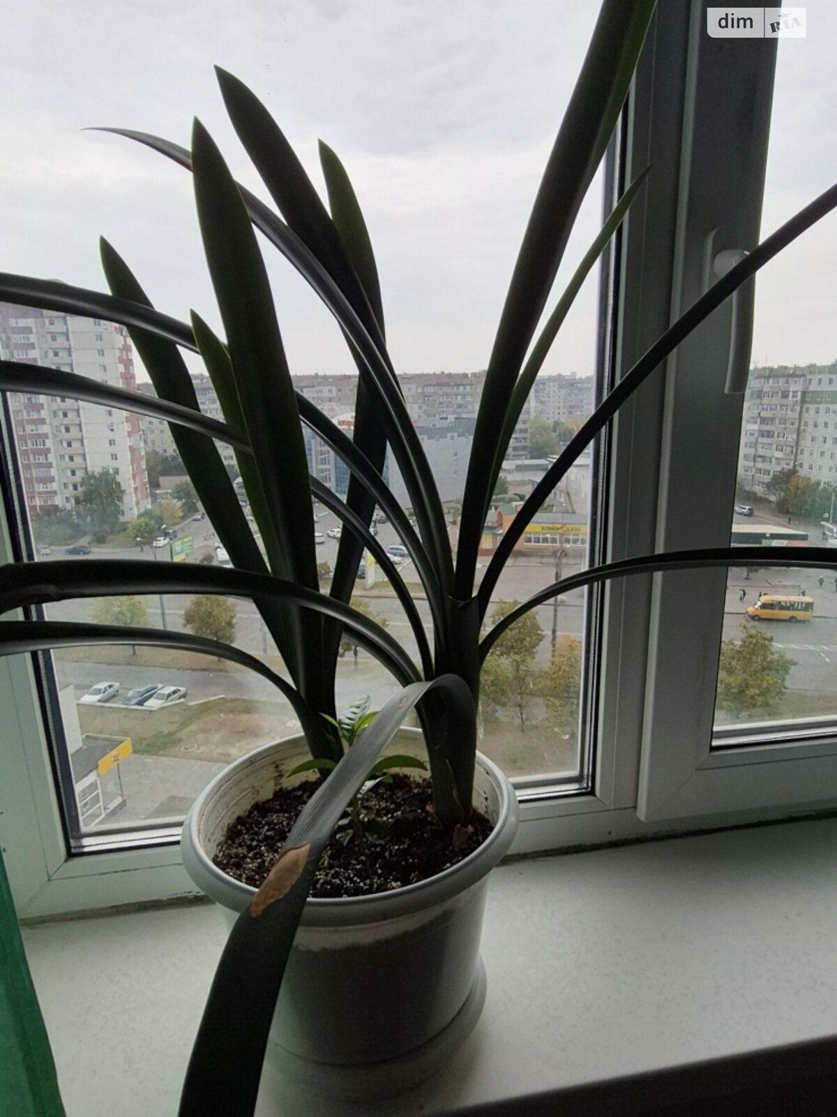 двухкомнатная квартира в Сумах, район Заречный, на просп. Михаила Лушпы 42 в аренду на долгий срок помесячно фото 1 двухкомнатная квартира в Сумах, район Заречный, на просп. Михаила Лушпы 42 в аренду на долгий срок помесячно фото 1