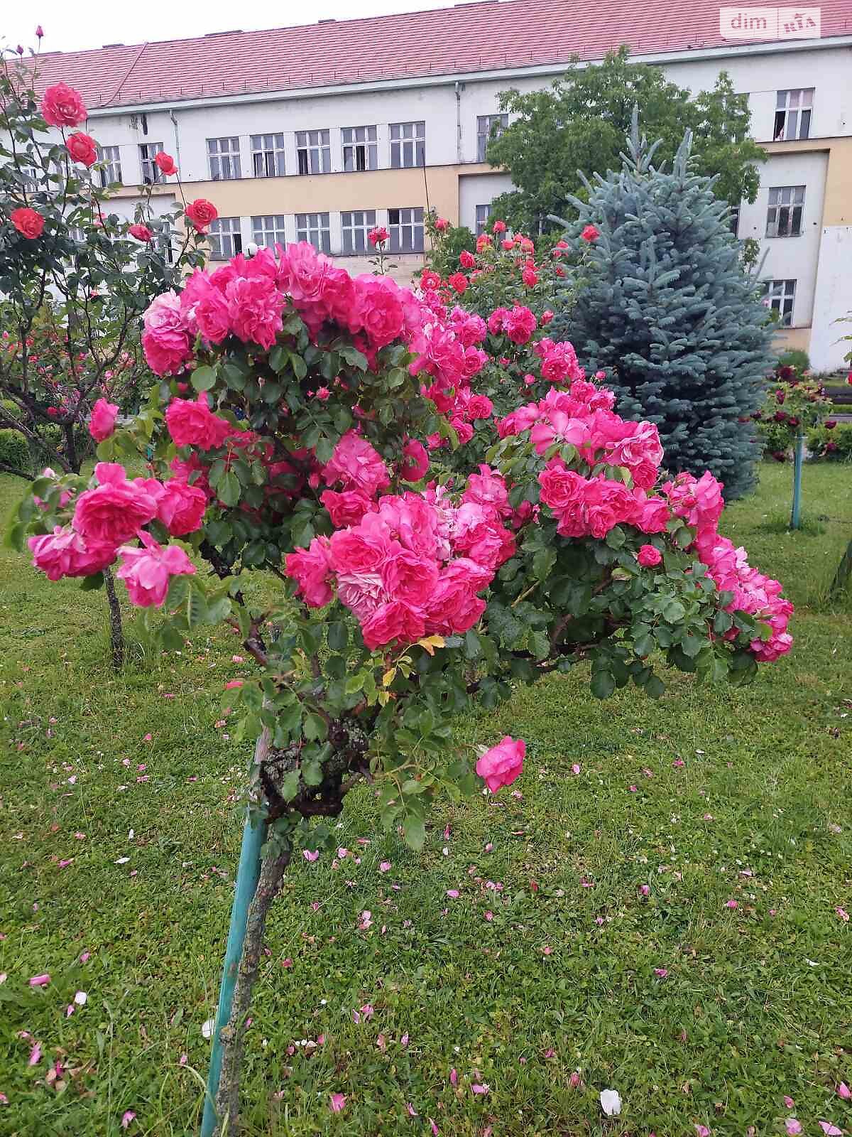 однокомнатная квартира в Ужгороде, район Червеница, на ул. Ярославская в аренду на долгий срок помесячно фото 1