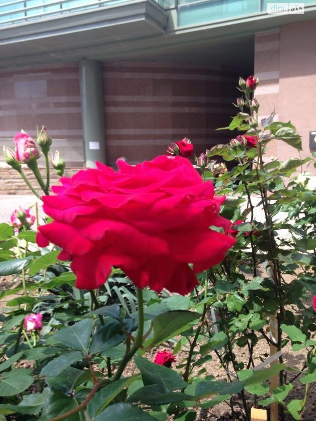 двухкомнатная квартира в Ужгороде, район Центр, на пл. Жупанатская 1 в аренду на долгий срок помесячно фото 1