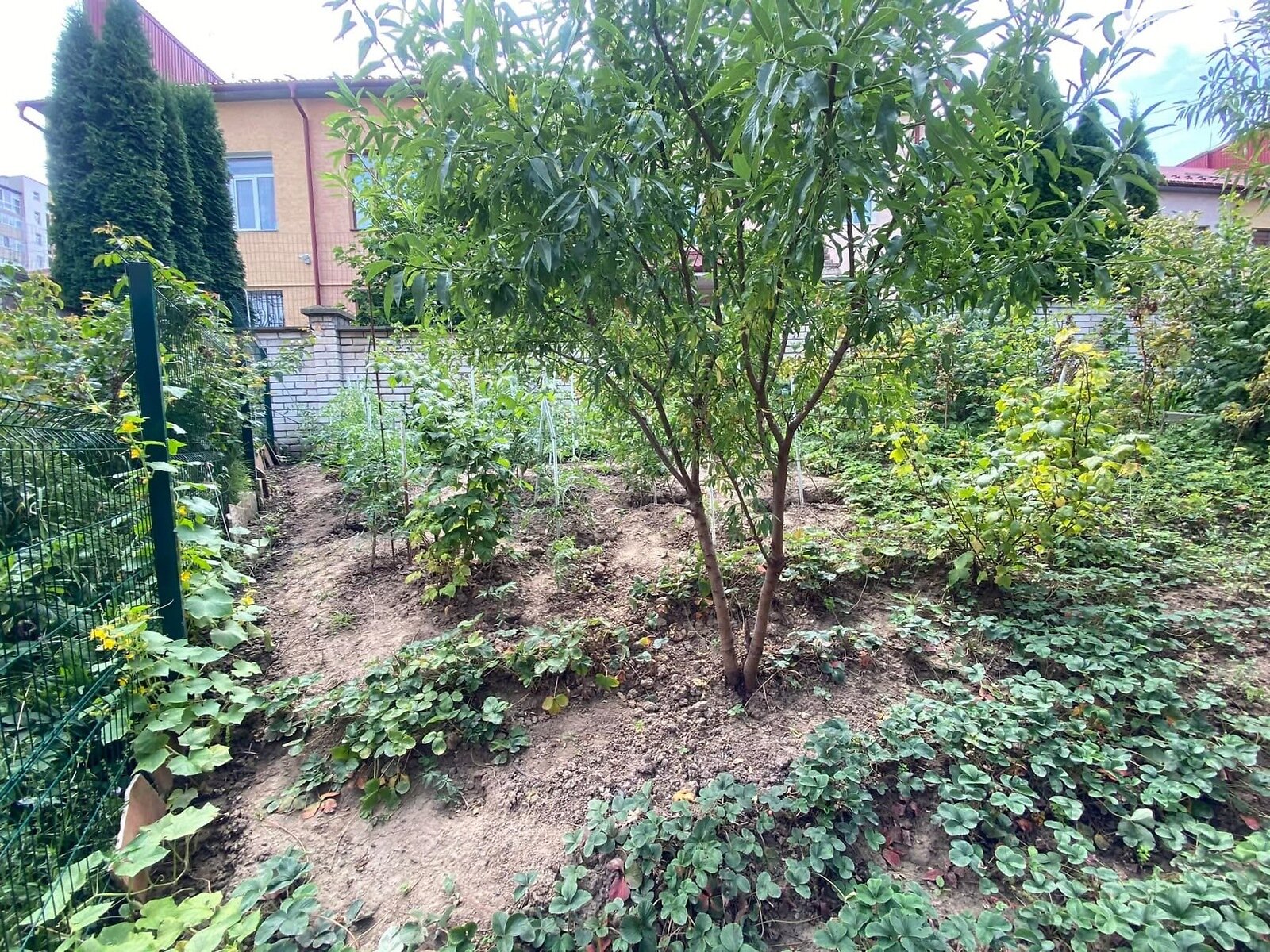 трипроверховий таунхаус, 235 кв. м, цегла. Здається помісячно в Тернополі, в районі Канада фото 1