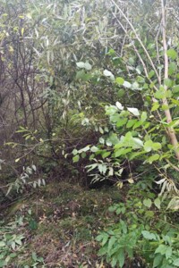 Оренда ділянки під житлову забудову в Долині, ціна: 43 438 грн за об’єкт фото 2 Оренда ділянки під житлову забудову в Долині, ціна: 43 438 грн за об’єкт фото 2