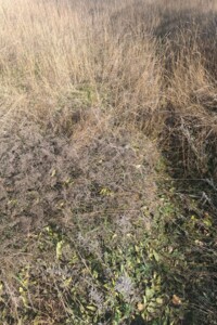 Аренда участка под жилую застройку в Кагарлыке, цена: 3 717 грн за объект фото 1