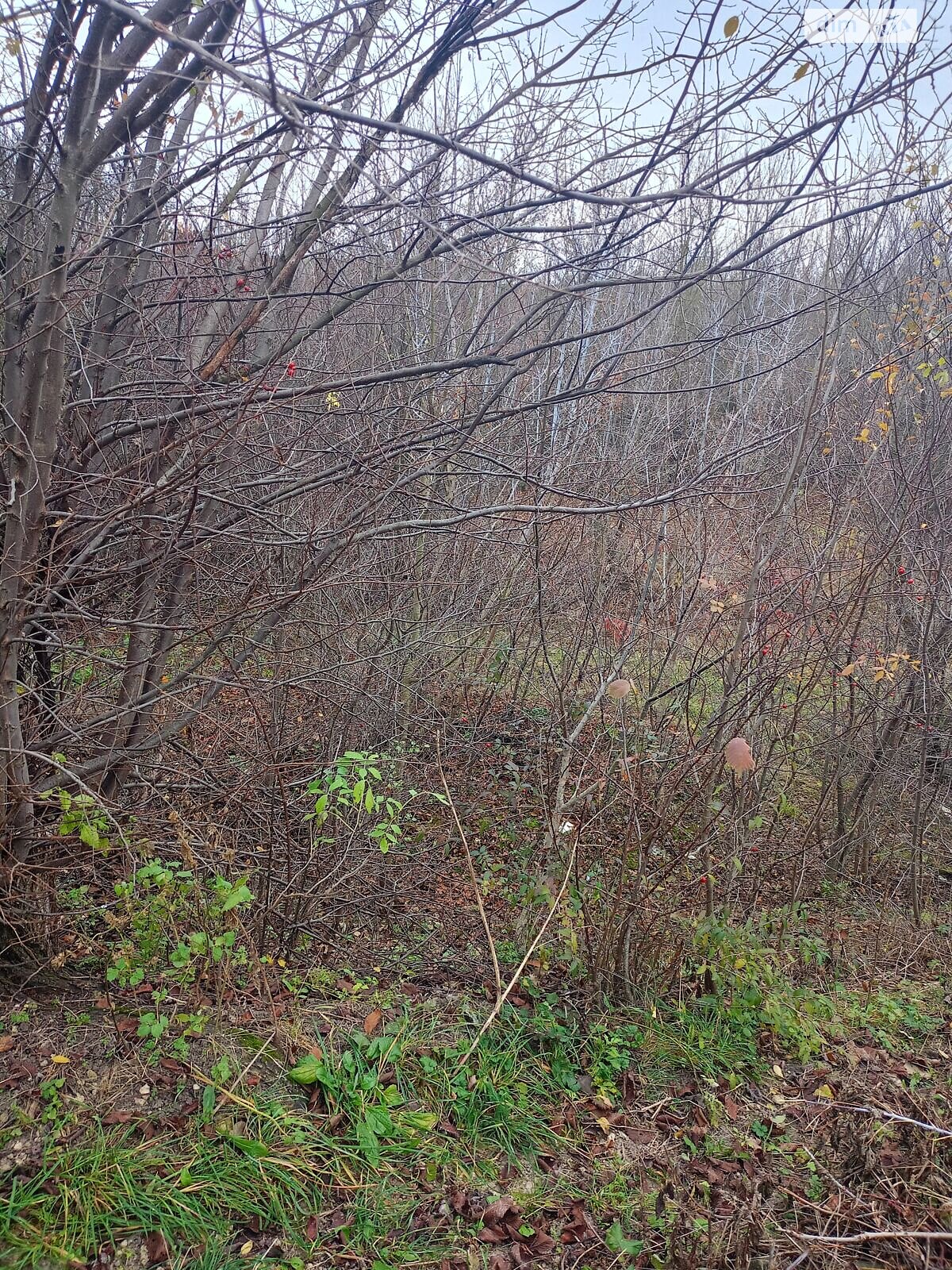 Оренда землі комерційного призначення в Городку, ціна: 207 171 грн за об’єкт фото 1