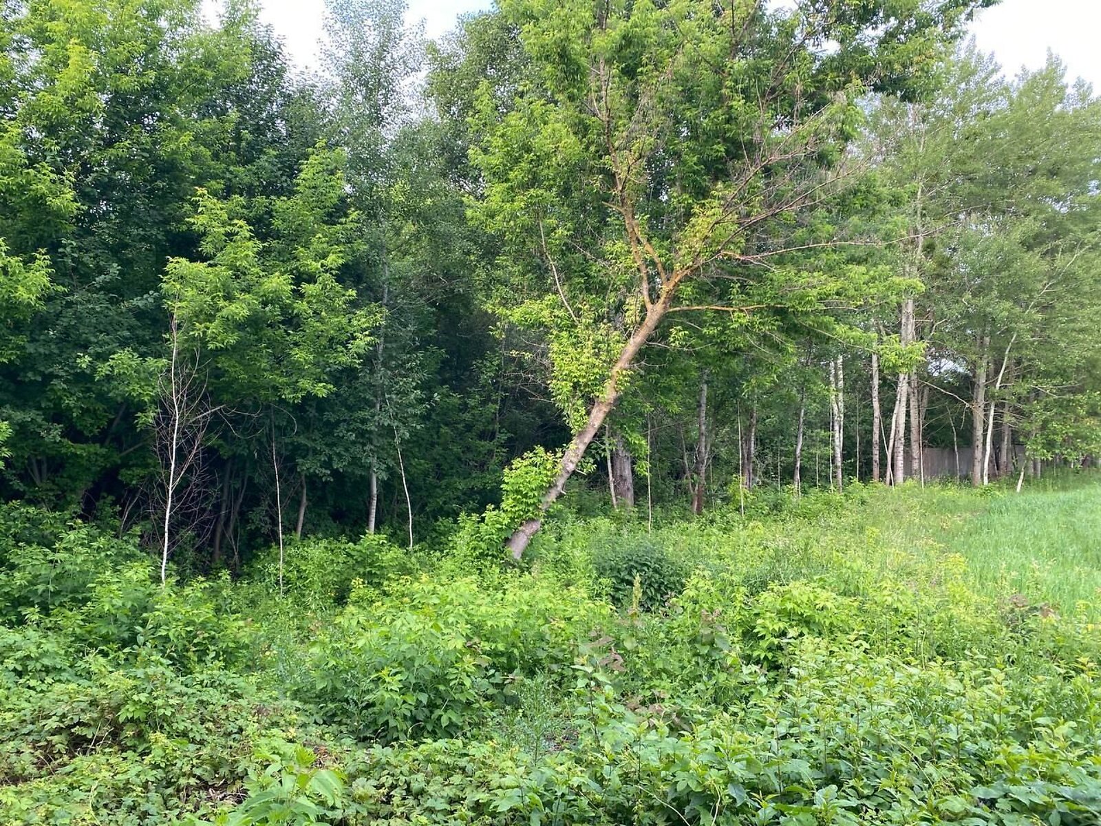 Оренда землі комерційного призначення в Корці, ціна: 207 455 грн за об’єкт фото 1 Оренда землі комерційного призначення в Корці, ціна: 207 455 грн за об’єкт фото 1