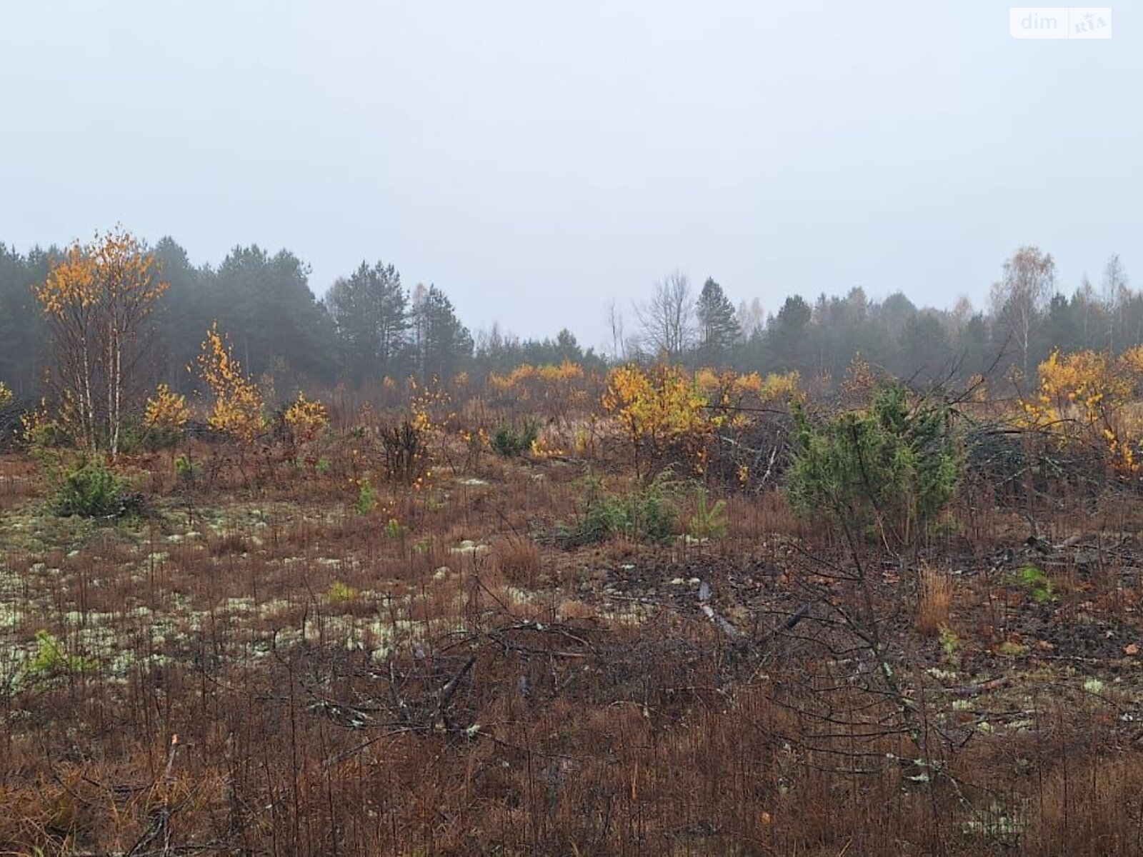 Аренда земли коммерческого назначения в Любомле, цена: 342 928 грн за объект фото 1 Аренда земли коммерческого назначения в Любомле, цена: 342 928 грн за объект фото 1
