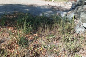 Аренда земли коммерческого назначения в Малине, цена: 3 843 грн за объект фото 1 Аренда земли коммерческого назначения в Малине, цена: 3 843 грн за объект фото 1