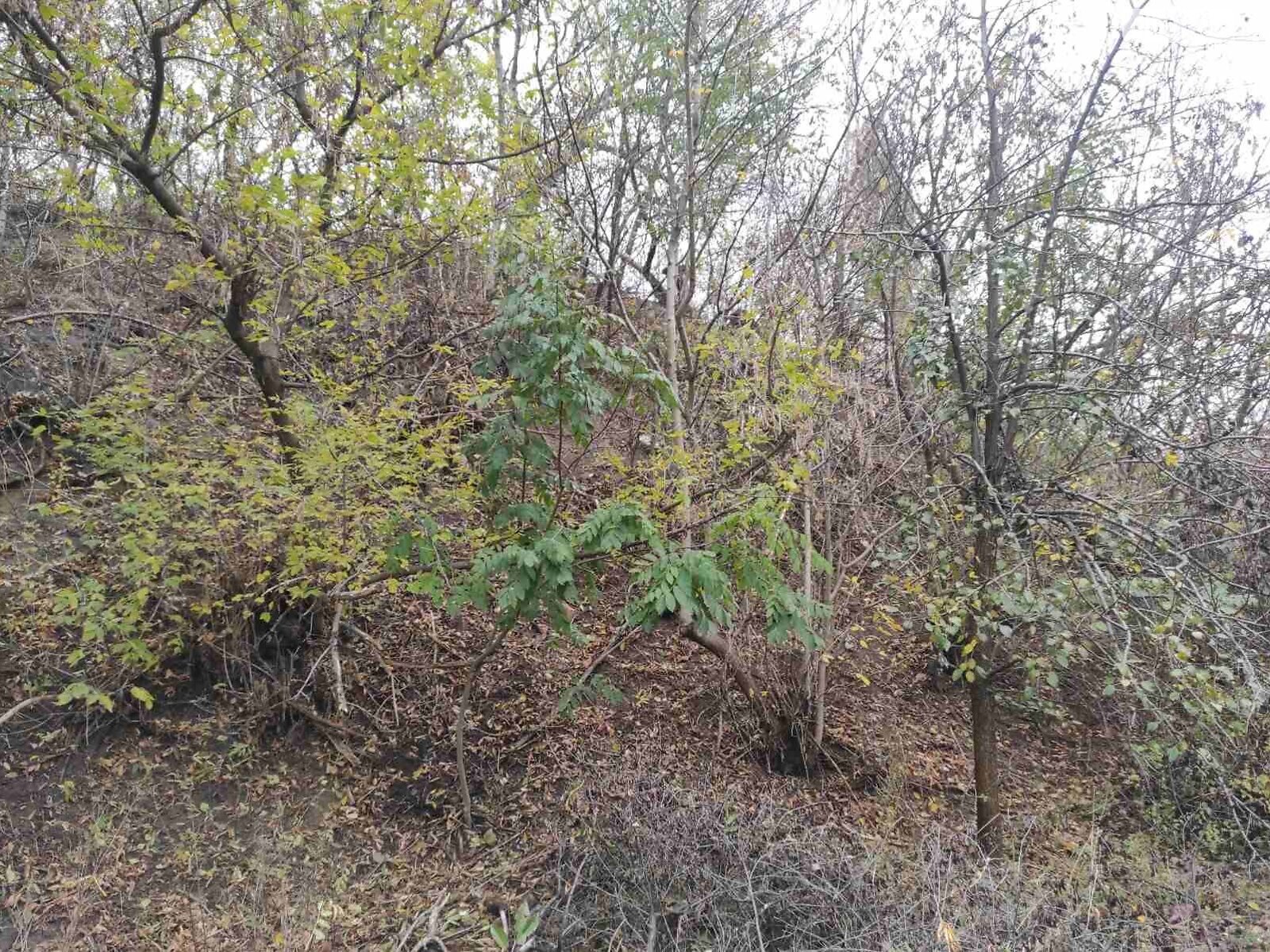 Аренда земли коммерческого назначения в Сквире, цена: 5 446 грн за объект фото 1 Аренда земли коммерческого назначения в Сквире, цена: 5 446 грн за объект фото 1