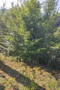 Оренда землі комерційного призначення в Яворові, ціна: 293 грн за об’єкт фото 2