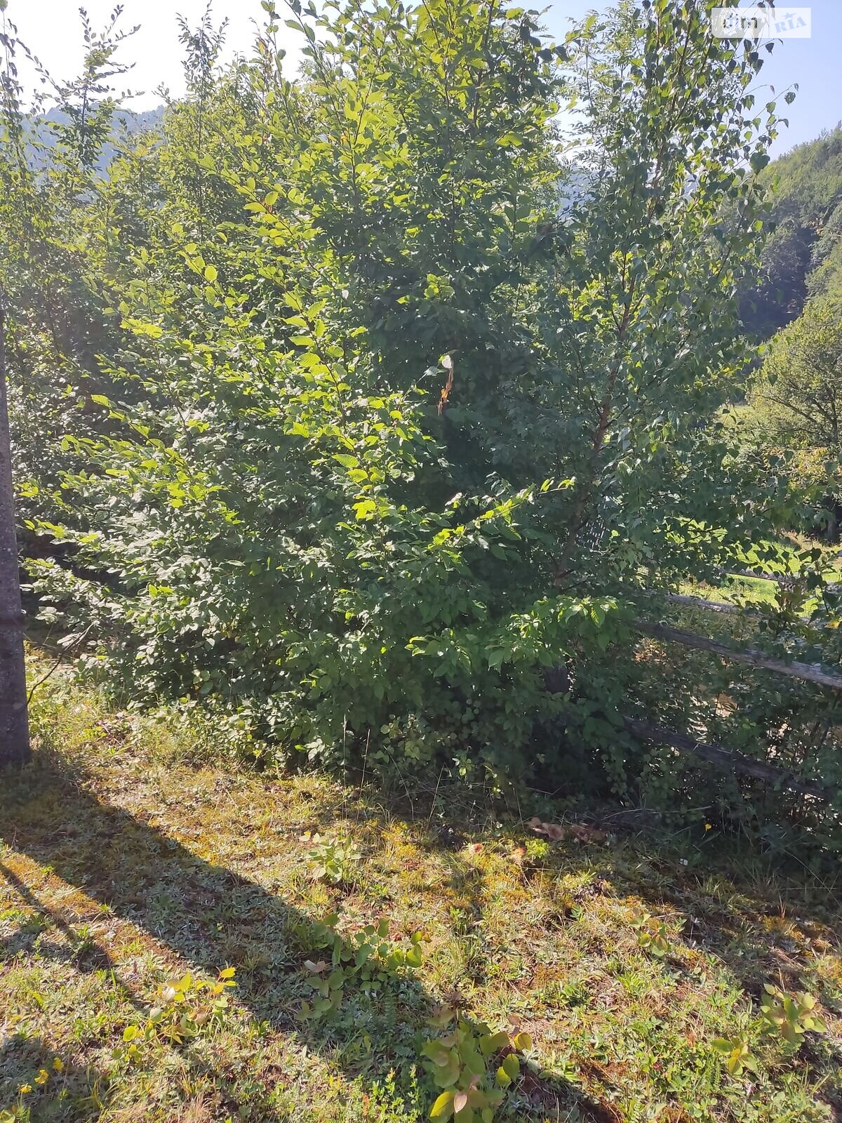 Оренда землі комерційного призначення в Яворові, ціна: 293 грн за об’єкт фото 1