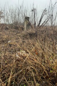 Аренда земли коммерческого назначения в Яворове, цена: 207 787 грн за объект фото 1 Аренда земли коммерческого назначения в Яворове, цена: 207 787 грн за объект фото 1