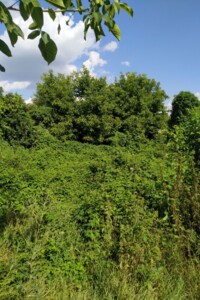 Оренда землі сільськогосподарського призначення в Бахмачі, ціна: 53 грн за об’єкт фото 1 Оренда землі сільськогосподарського призначення в Бахмачі, ціна: 53 грн за об’єкт фото 1