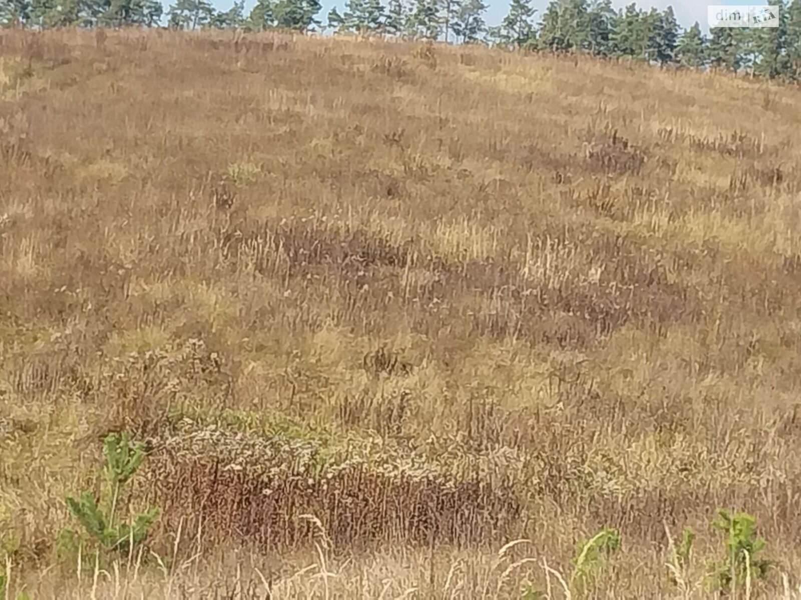 Аренда земли сельскохозяйственного назначения в Бельчинке, цена: 50 644 грн за объект фото 1