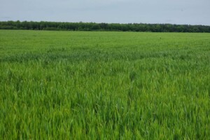 Аренда земли сельскохозяйственного назначения в Белзе, цена: 2 418 грн за объект фото 1