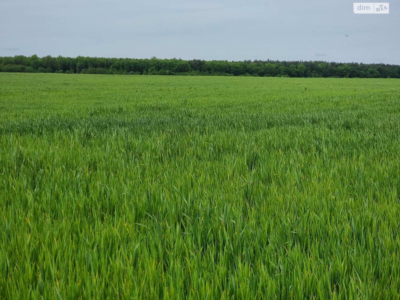 Аренда земли сельскохозяйственного назначения в Белзе, цена: 2 418 грн за объект фото 1