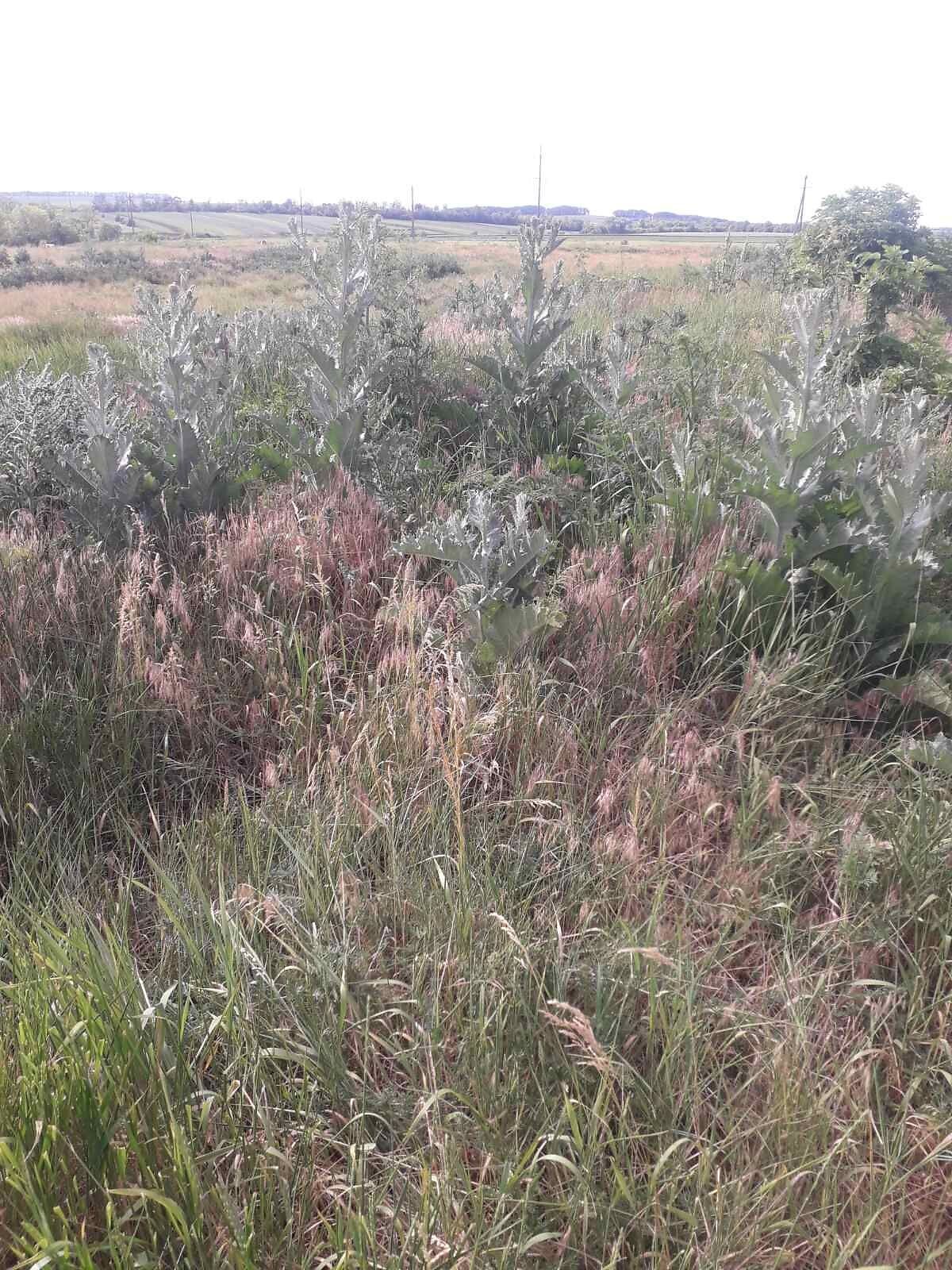 Аренда земли сельскохозяйственного назначения в Березовке, цена: 3 725 грн за объект фото 1 Аренда земли сельскохозяйственного назначения в Березовке, цена: 3 725 грн за объект фото 1