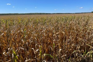 Оренда землі сільськогосподарського призначення в Бикові, ціна: 45 361 грн за об’єкт фото 1 Оренда землі сільськогосподарського призначення в Бикові, ціна: 45 361 грн за об’єкт фото 1