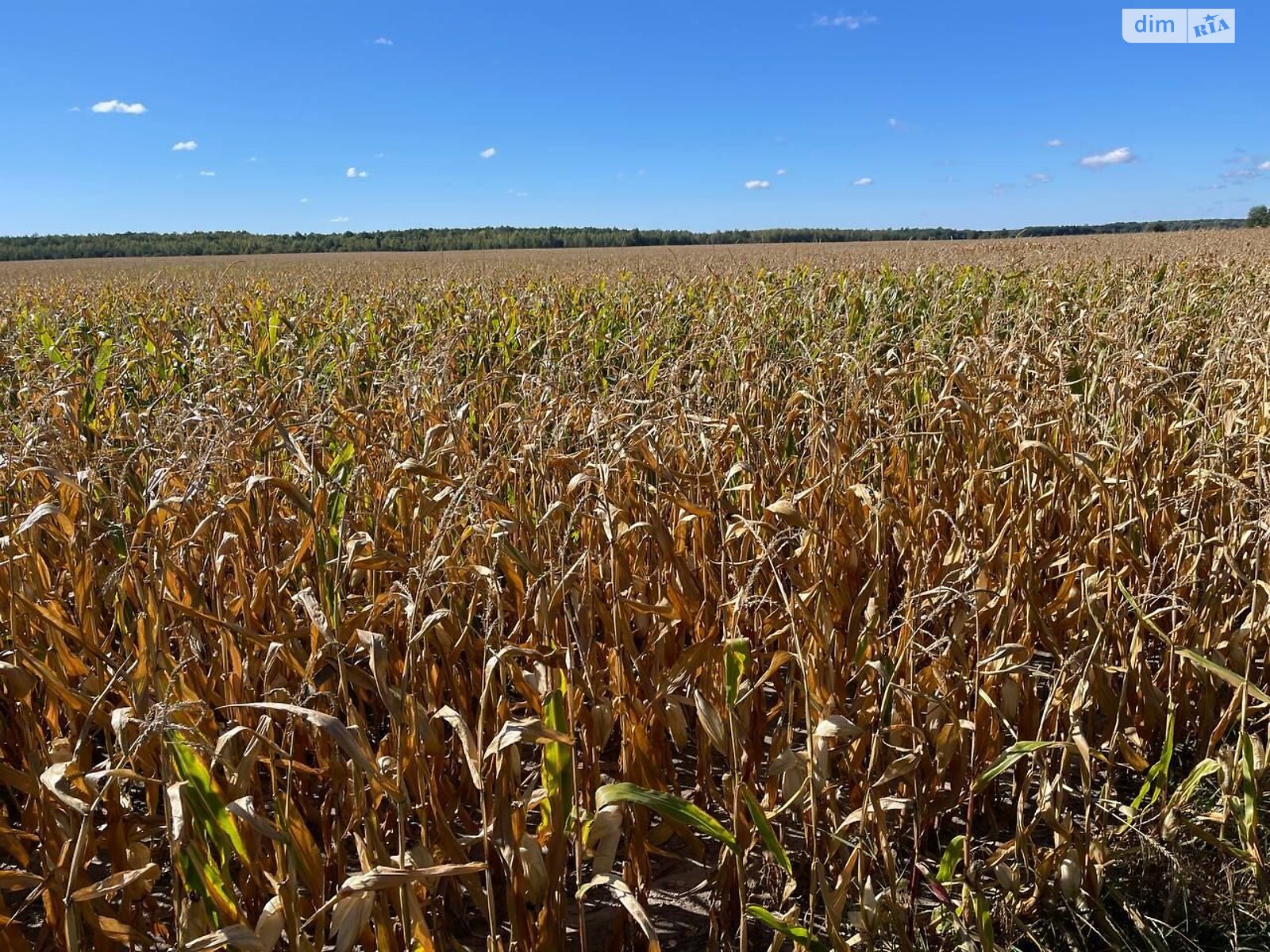 Оренда землі сільськогосподарського призначення в Бикові, ціна: 45 361 грн за об’єкт фото 1 Оренда землі сільськогосподарського призначення в Бикові, ціна: 45 361 грн за об’єкт фото 1