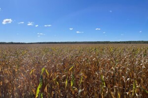 Оренда землі сільськогосподарського призначення в Бикові, ціна: 44 989 грн за об’єкт фото 1 Оренда землі сільськогосподарського призначення в Бикові, ціна: 44 989 грн за об’єкт фото 1