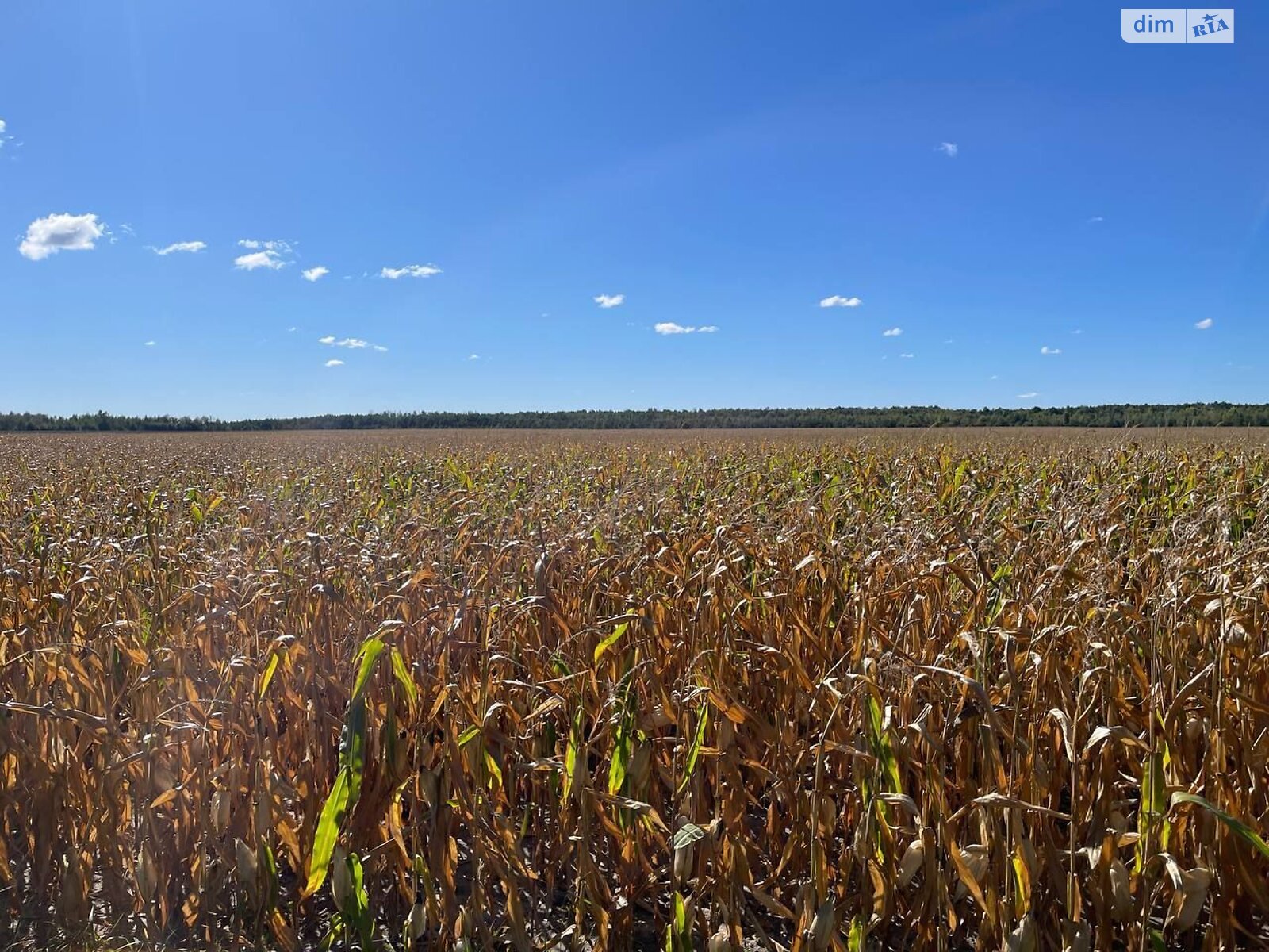 Оренда землі сільськогосподарського призначення в Бикові, ціна: 44 989 грн за об’єкт фото 1 Оренда землі сільськогосподарського призначення в Бикові, ціна: 44 989 грн за об’єкт фото 1
