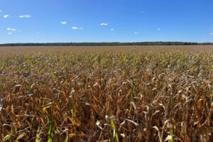 Оренда землі сільськогосподарського призначення в Бикові, ціна: 48 651 грн за об’єкт фото 1 Оренда землі сільськогосподарського призначення в Бикові, ціна: 48 651 грн за об’єкт фото 1