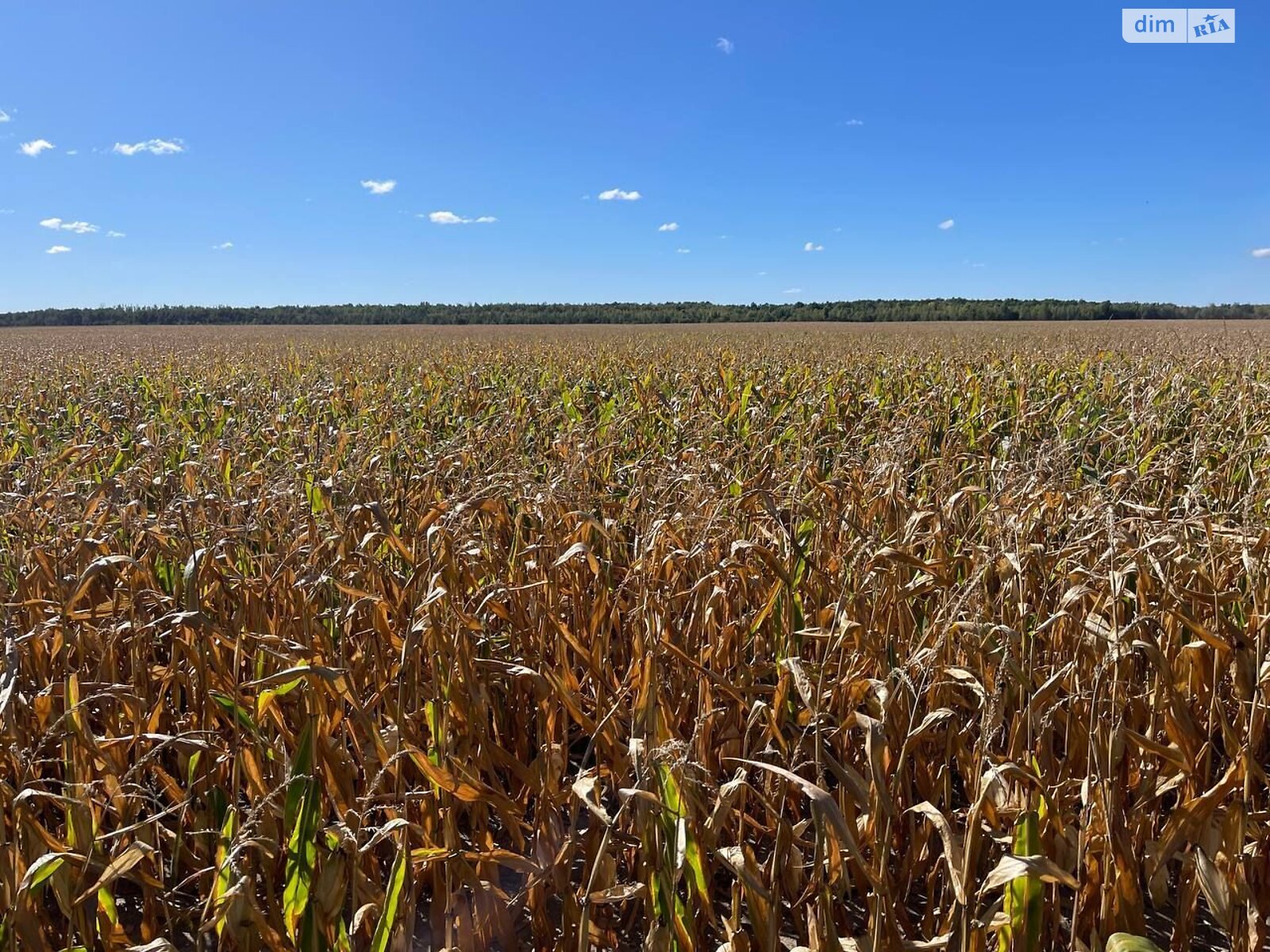Оренда землі сільськогосподарського призначення в Бикові, ціна: 48 651 грн за об’єкт фото 1 Оренда землі сільськогосподарського призначення в Бикові, ціна: 48 651 грн за об’єкт фото 1