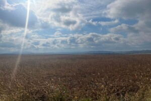 Аренда земли сельскохозяйственного назначения в Давыдове, цена: 60 050 грн за объект фото 2 Аренда земли сельскохозяйственного назначения в Давыдове, цена: 60 050 грн за объект фото 2