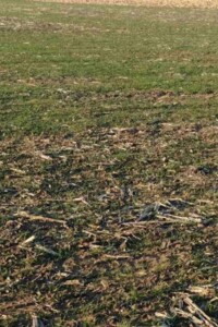 Аренда земли сельскохозяйственного назначения в Духово, цена: 47 052 грн за объект фото 1